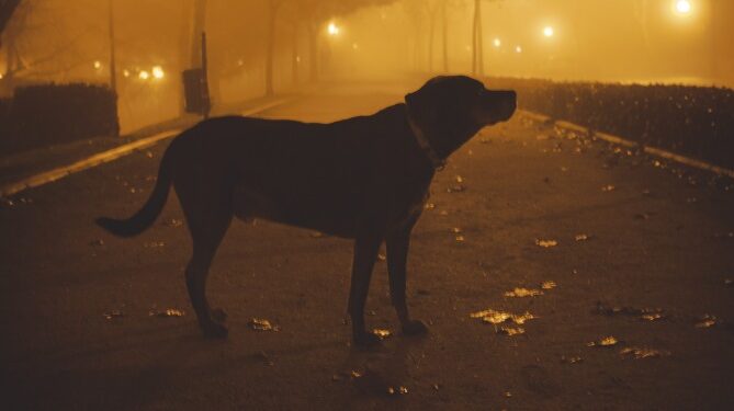 犬の夜散歩ライトは人間用を使うと使いやすく明るくて意外に便利